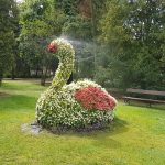 Łabędź- instalacja kwiatowa
